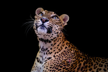Portrait of jaguar on black background © Cavan