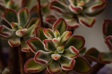 Echeveria pulvinata succulent plant with peeling velvet leaves