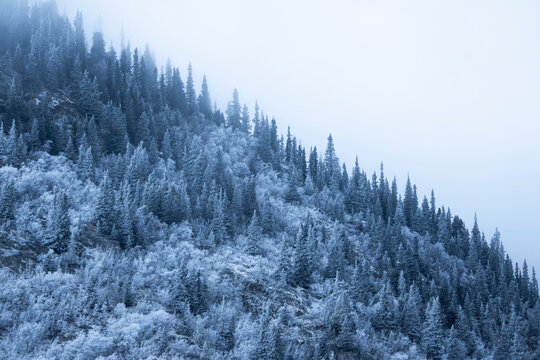 Winter sets in the Yukon as mist hovers over the snow-covered trees on the mountainside surrounding Annie Lake and come alive in sublime snow and light; Whitehorse, Yukon, Canada
