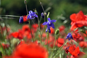 Blue flowers of European columbine (Aquilegia vulgaris)