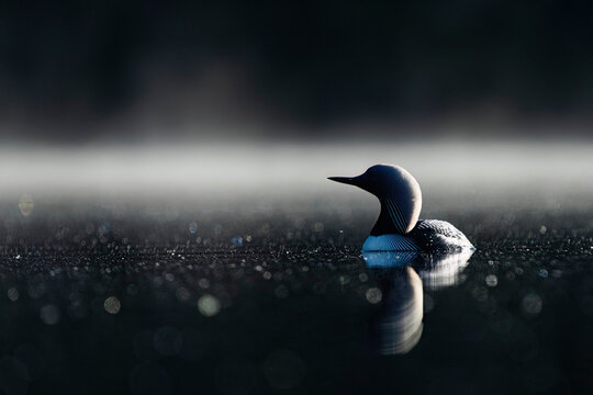 Close-up portrait of a Pacific loon (Gavia pacifica) swimming in the calm, misty waters of Echo Lake; Whitehorse, Yukon, Canada