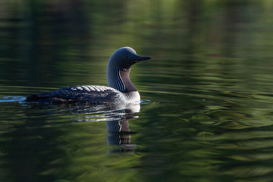 Beautiful Pacific loon (Gavia pacifica) swimming in the tranquil water of Echo Lake in the Yukon; Whitehorse, Yukon, Canada