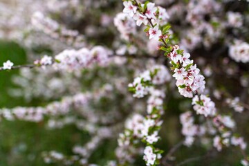 Blooming Branches Of Pink Flowers On A Spring Day