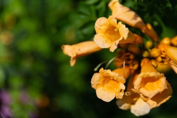 Close Up of Trumpet Vine Flowers in Bloom on a Sunny Day