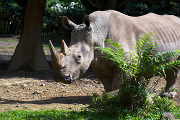 Close up of a white rhino