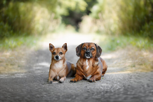 Portrait of dog crossbreeds in nature.