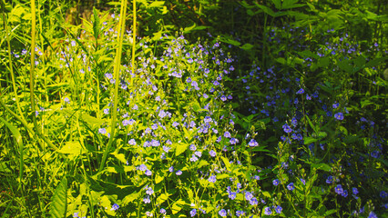 Small flowers in the grass