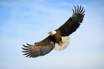 Bald Eagle Soaring Soaring With