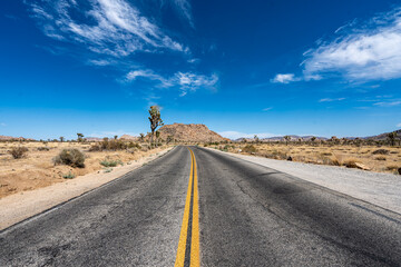 Joshua Trees, cacti, and other succulents and plants as seen on a bright summer day at in sunny...
