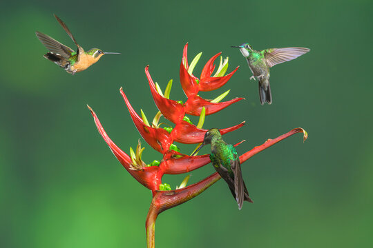 white-throated mountaingem and talamanca hummingbird feeding in Panama