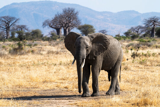 African elephant (Loxodonta africana) walking through the savanna with African baobob trees (Adansonia digitata) and mountains in the background at Ruaha National Park; Tanzania