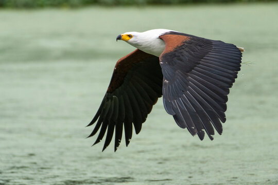 Portrait of African Fish Eagle (Icthyophaga vocifer) flying low over the water at Ngare Sero Mountain Lodge; Tanzania