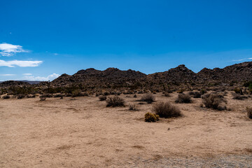 Joshua Trees, cacti, and other succulents and plants as seen on a bright summer day at in sunny Southern California 