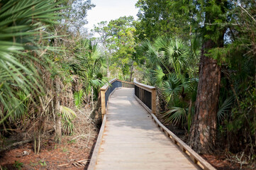 Wooden boardwalk through a dense forested area with palm trees