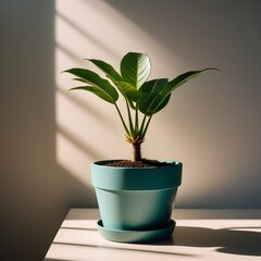 Obraz premium An organic plant growing in a pot on a white background