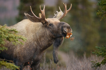 Young Bull Moose Eating a Mushroom