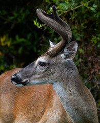 Side portrait view of a whitetail deer
