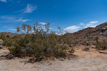 Joshua Trees, cacti, and other succulents and plants as seen on a bright summer day at in sunny...
