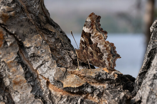 Green Comma butterfly (Polygonia faunus) resting on tree bark; Watson Lake, Yukon, Canada