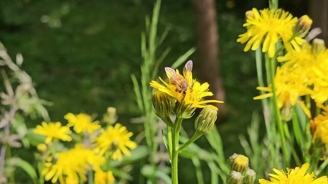YELLOW FLOWERS OF CREPIS BIENNIS IN A MEADOW