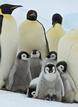 Close-up of a group of Emperor penguin adults (Aptenodytes forsteri) standing close together with chicks, Atka Bay Colony; Atka Bay, Weddell Sea, Antarctica