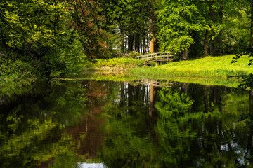 Fototapeta premium pond of water in the woods