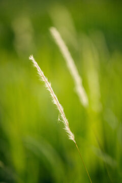 Delicate plant with fine trichomes in the Bolaven Plateau, Laos; Laos