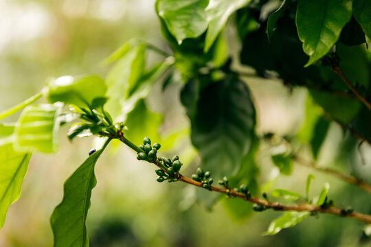 Coffee tree in Bolaven Plateau in Laos; Laos