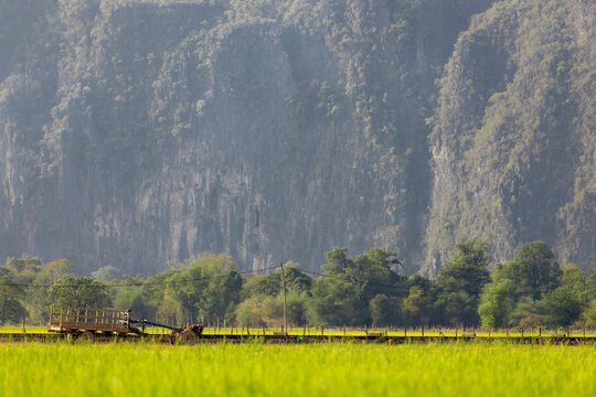 Rice field near Kong Lor Cave; Khammouane Province, Laos