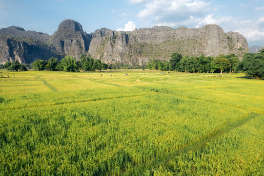 Workers in rice fields near Kong Lor Cave; Khammouane Province, Laos