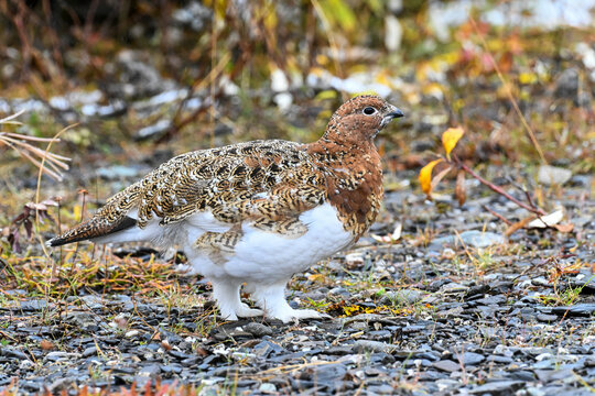 Close-up of a female willow ptarmigan with transitioning plumage, Denali National Park, Alaska, USA