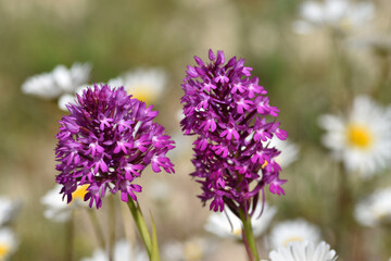 The pyramidal orchid (Anacamptis pyramidalis) in a meadow