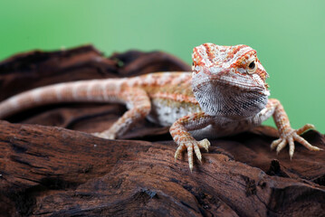 Bearded dragon sitting on the rock
