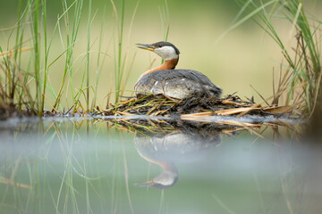red-necked grebe on floating nest with reflection