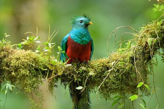 closeup of resplendent quetzal on moss covered branch in cloud forest