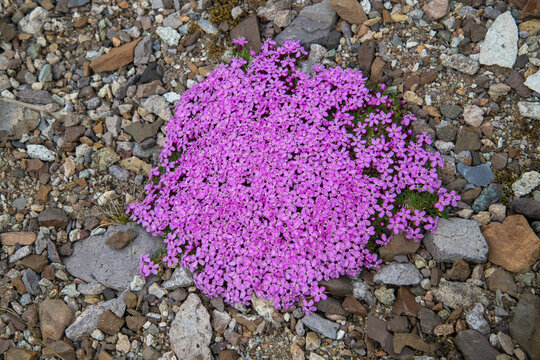 Close-up of Moss Campion (Silene acaulis) among the rocks on Cathedral Mountain; Denali National Park and Preserve, Alaska, United States Of America
