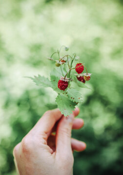 Wild strawberry in wild forest