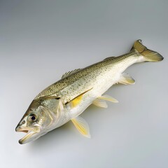Naklejka premium A largemouth bass fish