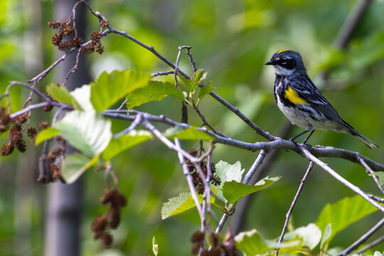 Close-up of a Yellow-Rumped Warbler (Setophaga coronata) standing on a branch in Wrangell-St Elias National Park and Preserve; Alaska, United States of America