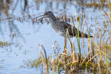 Close-up of a Lesser Yellowlegs (Tringa flavipes) standing in the watery wetlands calling at the Fielding Lake State Recreation Site; Alaska, United States of America
