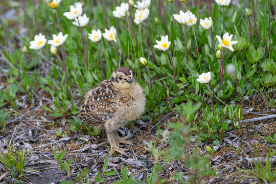 Willow ptarmigan chick among mountain avens, Savage Loop Trail, Denali National Park, Alaska, USA