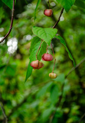 flat-stalked spindl (Euonymus sachalinensis), ornamental flowers on tall bush or tree