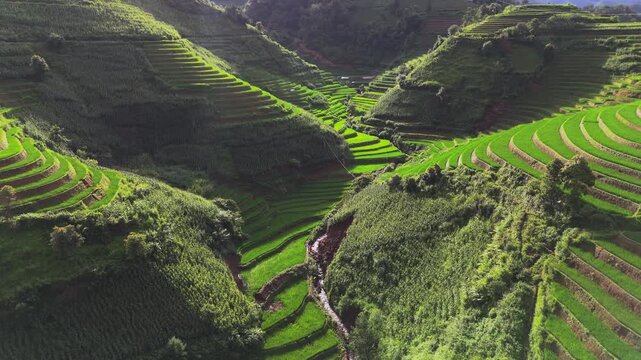 Lush vivid green rice terraces lit by early morning sun.  Valley in Mu Cang Chai, Vietnam.