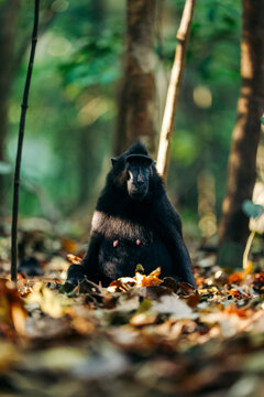 Celebes crested macaque in Tangkoko Batuangus Nature Reserve, Sulawesi Utara, Indonesia