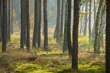 warm autumn sunlight on the forest floor between pine trees and birches, in a Polish autumn forest