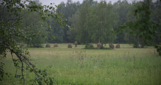 Traditional Haybaling with Rustic Hay Drying Racks