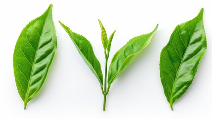 Obraz premium Three green leaves are shown on a white background