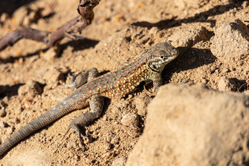 Macro of Side Blotched Lizard looking.  Photograph taken in hills above Simi Valley California.