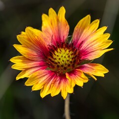 Close-up of a vibrant Gaillardia flower with yellow and red petals in natural sunlight.