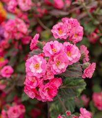 Obraz premium Close Up of Pink Flowers Blooming in a Garden